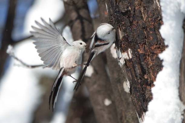 istock A long-tailed tit tries to perch on the tail of a long-tailed tit perched on a maple tree in a winter park in Hokkaido. 2026608617