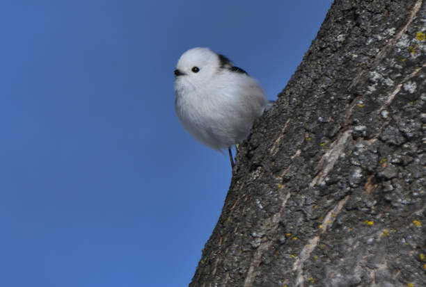 istock A Long-tailed tit perches on a tree in a winter park in Hokkaido. 2026621279