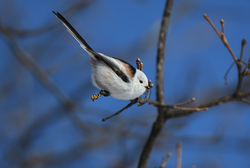 A Long-tailed tit perches on a tree in a winter park in Hokkaido.