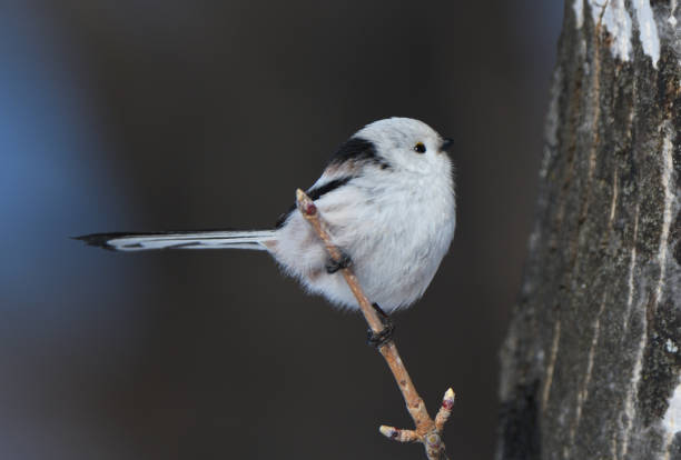 istock A Long-tailed tit perches on a tree in a winter park in Hokkaido. 2026621828