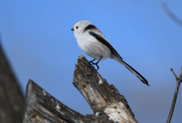 istock A Long-tailed tit perches on a tree in a winter park in Hokkaido. 2026622355