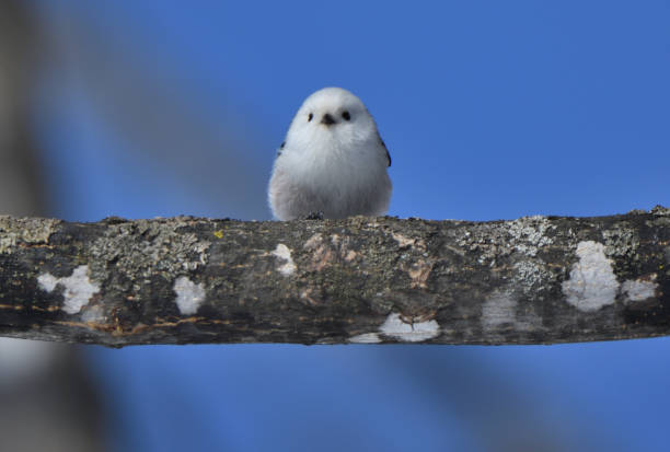 A Long-tailed tit perches on a tree in a winter park in Hokkaido.