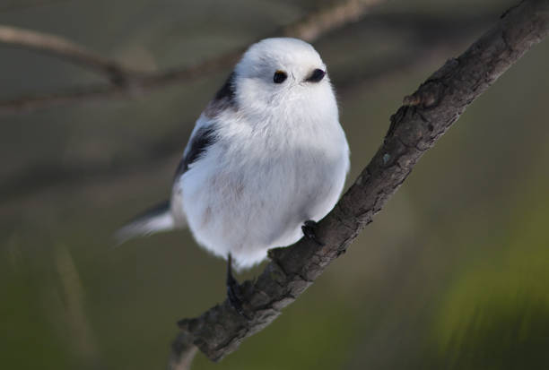 istock A Long-tailed tit perches on a tree in a winter park in Hokkaido. 2026622372