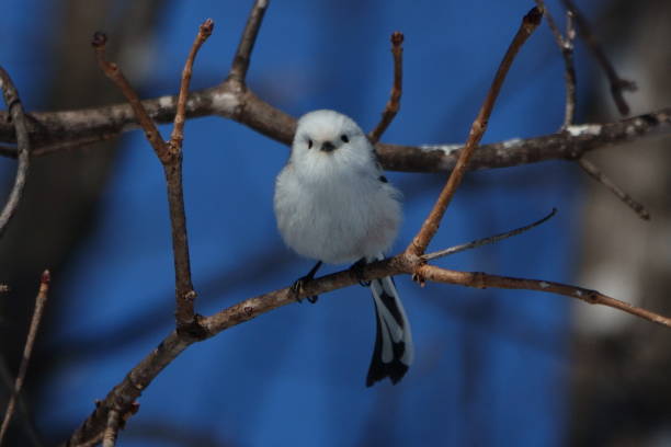 istock A Long-tailed tit perches on a tree in a winter park in Hokkaido. 2026622878