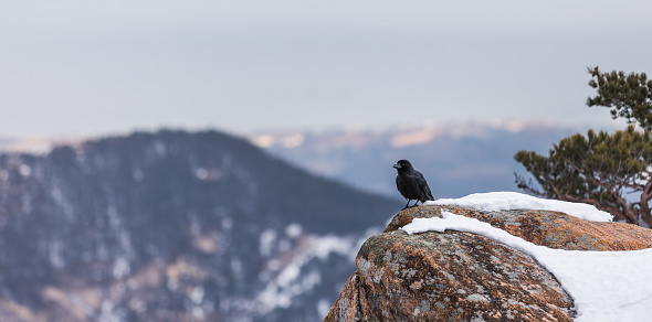 A black crow standing on a snow-covered stone on top of a mountain. Eastern carrion crow, Corvus corone orientalis
