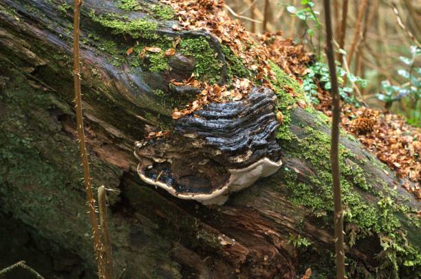 istock Close up of bracket mushroom growing on fallen tree 2026650766