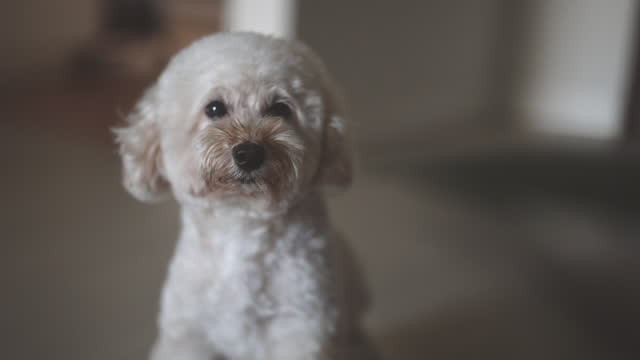male toy poodle waiting indoor