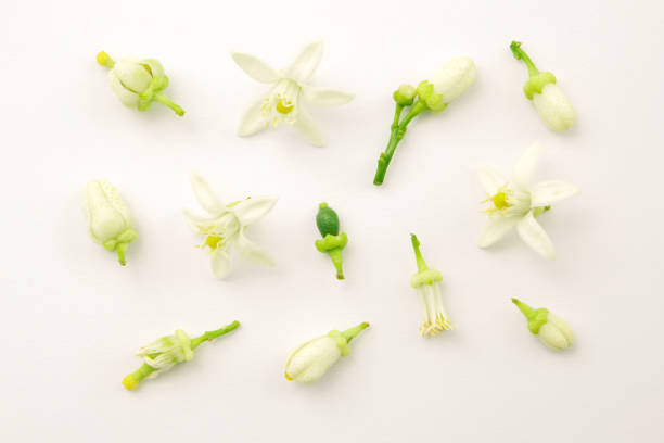 istock Group lime or green lemon flower on white paper background. 2026673805
