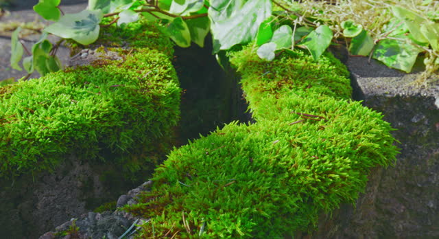 Green moss on a low wall