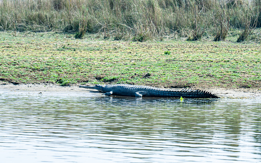 Closeup view of wildlife animal Crocodiles on Rapti river bank in Chitwan, Nepal.
