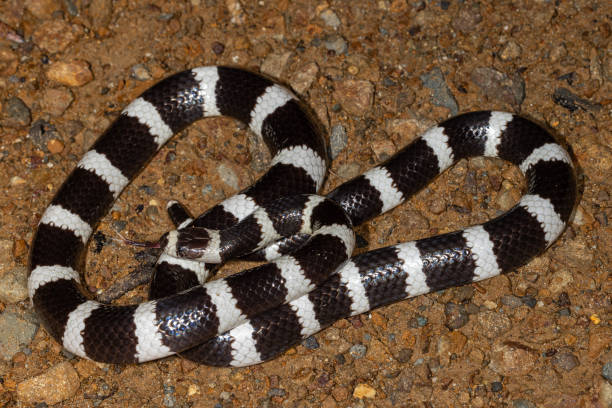 istock Bandy Bandy snake 2026708981