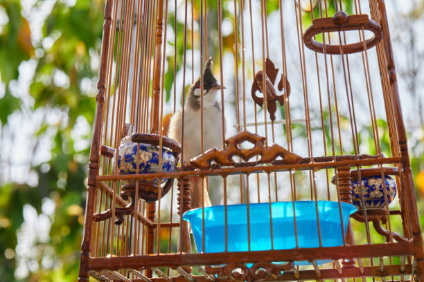 The masked lovebird (Agapornis personatus) is a species of psittaciform bird of the family Psittacidae native to the north-eastern regions of Kenya and Tanzania. It is widely bred in captivity as a pet or cage bird. It is one of the hardiest and most common inseparable birds on the bird market, very attractive because of its striking appearance.