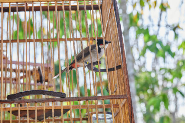 istock Red-whiskered Bulbul in birdcage 2026731548