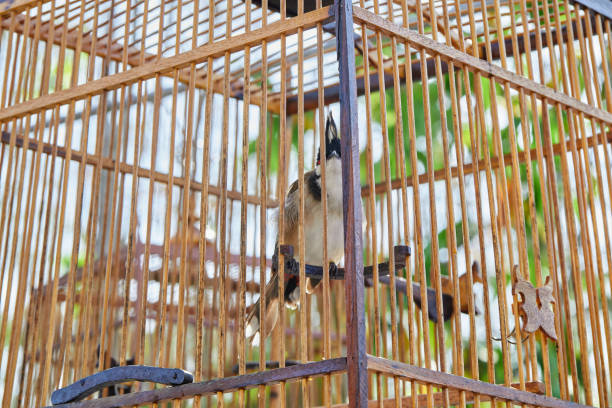 istock Red-whiskered Bulbul in birdcage 2026731559