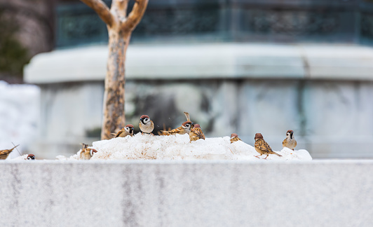 Sparrows gathered on a snowdrift by the roadside. Eurasian tree sparrow, German sparrow, Passer montanus