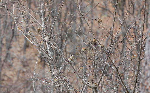 Sparrows seen between tree branches. Eurasian tree sparrow, German sparrow, Passer montanus