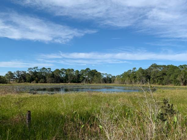 istock Florida Lake Vista 2026734691