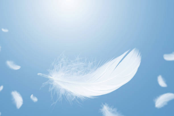 istock White Bird Feathers Floating in A Blue Sky. Softness of Feathers falling in Heavenly Concept. Abstract Background. 2026744596