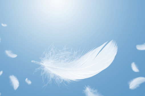 White Bird Feathers Floating in A Blue Sky. Softness of Feathers falling in Heavenly Concept. Abstract Background.