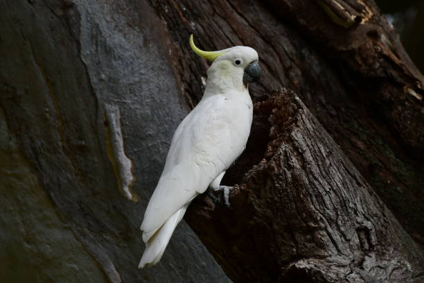 istock Sulphur-crested cockatoo 2026756955
