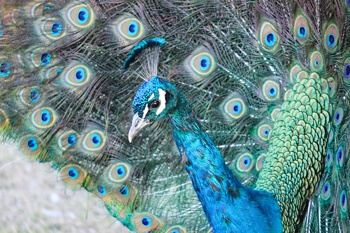 Beautiful Male Peacock with Tail Feathers Showing
