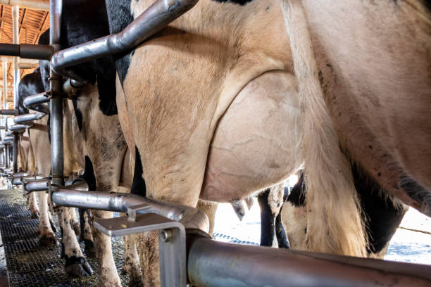 A woman had milks a Jersey cow