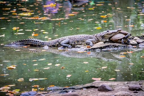 swamp crocodile found in the jungle of Tabasco Mexico gray color with large legs lives in rivers