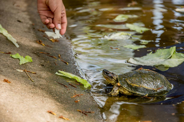 turtle next to the river in the jungle area of Tabasco Mexico turtle next to the river in the jungle area of Tabasco Mexico coahuilan red eared turtle stock pictures, royalty-free photos & images