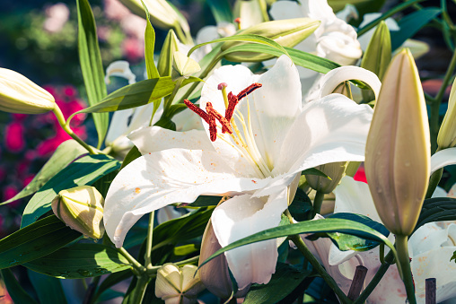 Beautiful white hybrid lily flower blossom in garden, Spring season