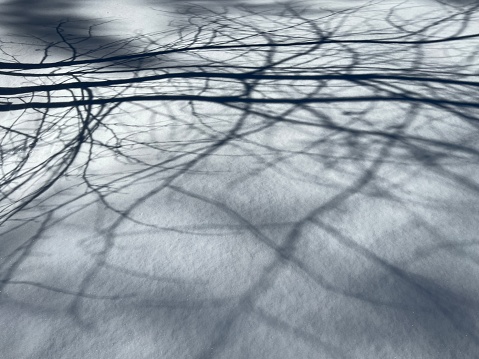 View of pristine snow covered ground with tree branch shadows.
