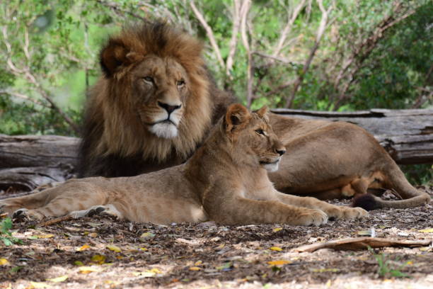 istock Male lion with cub 2026806889