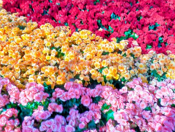 In the picture is a tri-colored begonia flower bed. There are pink, red, and yellow begonias in one bouquet. There are many begonia flowers. The petals have a light fragrance.