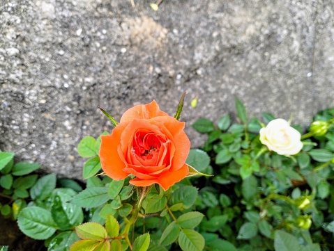 In the picture, there is an orange rose blooming beautifully with a green plant and a gray rock placed near it.