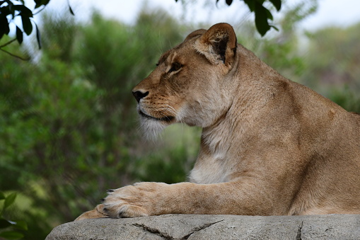 Lioness in Werribee open range zoo Victoria Australia