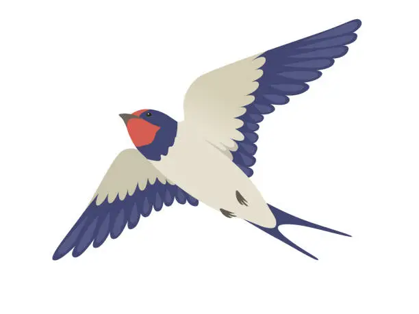 Vector illustration of Vector illustration of swallow