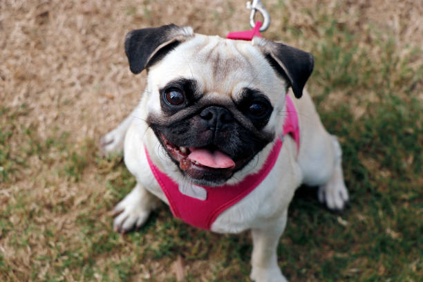 pug dog breed in close up focus
