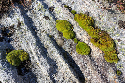 moss texture background on limestone rock