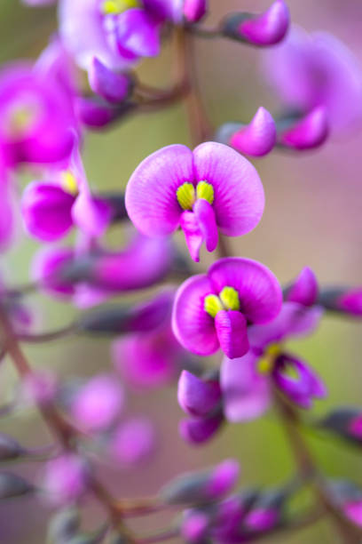 Hardenbergia violacea / Legume family