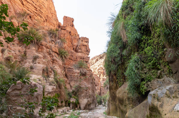 istock Extensive greenery and high palms grows on mountain slopes in gorge Wadi Al Ghuwayr or An Nakhil and the wadi Al Dathneh near Amman in Jordan 2026849502