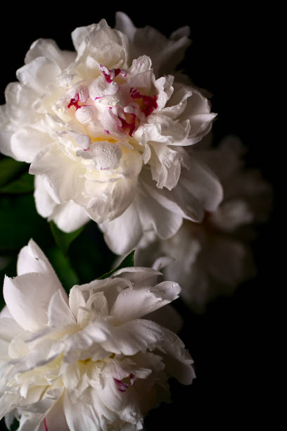 istock White peony Latin: Paeonia lactiflora on a dark background. Low depth of field. Free space for text. 2026850610