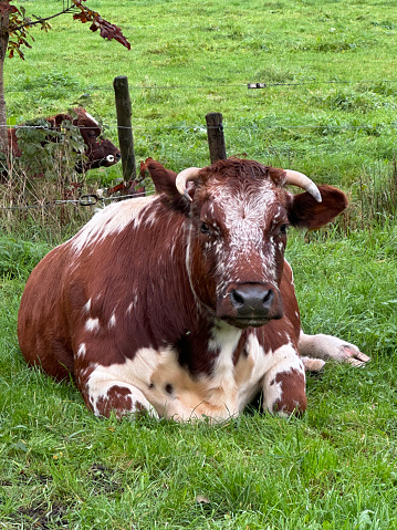 Cows like to relax in the grass after eating. They then chew the cud of the grass through a complex system of their stomach.