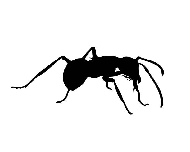 ilustraciones, imágenes clip art, dibujos animados e iconos de stock de ilustración vectorial de hormigas. hormiga aislada sobre silueta blanca. vector de hormiga polyrhachis. - determination ant strength effort