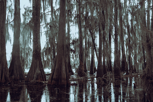 Swamp tour on a boat near Lafayette, Luisiana