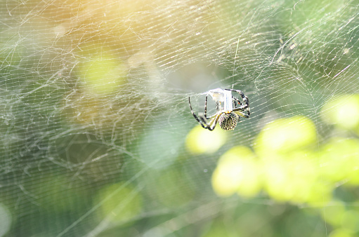 Banner Spider web poisonous animal beauty in nature with copy space. Panorama Black spider netting silk web spiral in sunlight summer vibrant color. Poison animal wildlife green nature backgrounds