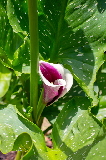 Blooming Picasso calla flower against a background of green leaves. Growing calla lilies in the garden.