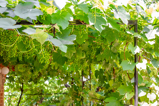 Green growing Isabella grapes on an iron trellis. Grape arbor.