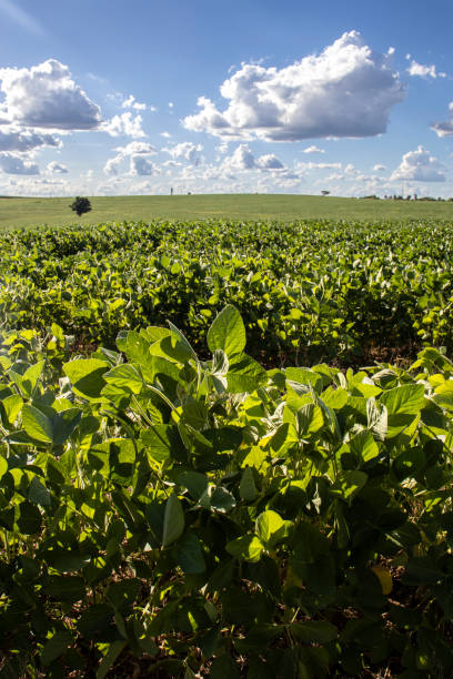 Rural landscape with fresh green soy field. Soybean field, in Brazil.