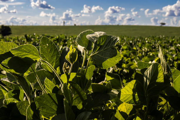istock Rural landscape with fresh green soy field 2026903503