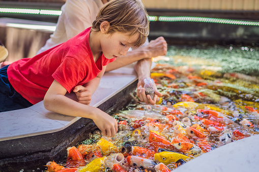 Dad and son feed koi fish. Beautiful koi fish swimming in the pond.