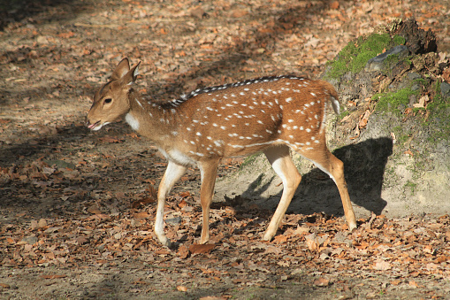 young wild doe in the autumn forest
